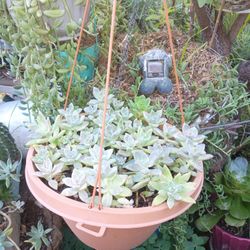 Suculentas En Basé Colgatina