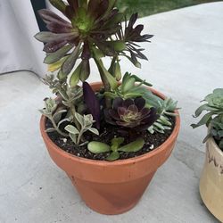 Large Succulent Planter