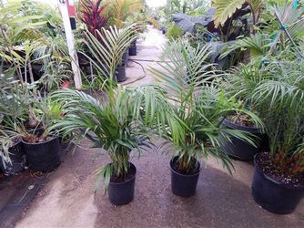 Areca Palms 2Gallon Approx. 2-3 ft tall