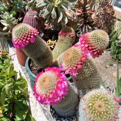 Mammillaria Spinosissima Cactus 🌵 $48