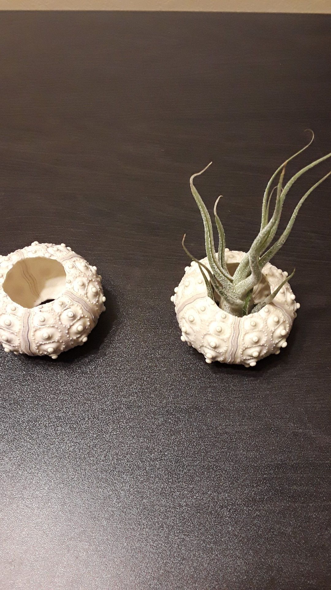 Air plant and sea urchin jellyfish style holder container