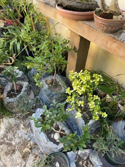 Bonsaid Small Tree 🌳 