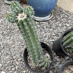 Rooted Cactus - Turns purple in spring! 