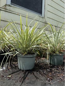 Aztec Grass