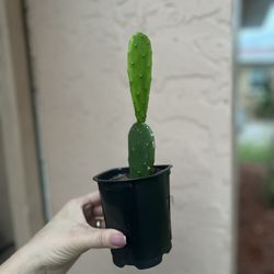 Indian Fig Cactus Cacti Optunia ficus-indica Plant Flower in a Pot 