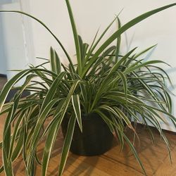 Large Spider Plant