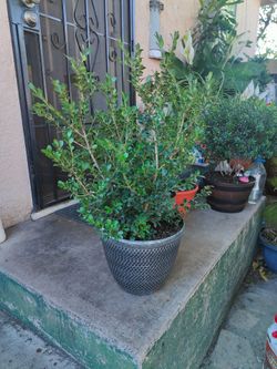 Japanese Boxwood Bush