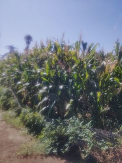 Corn 🌽 milpa