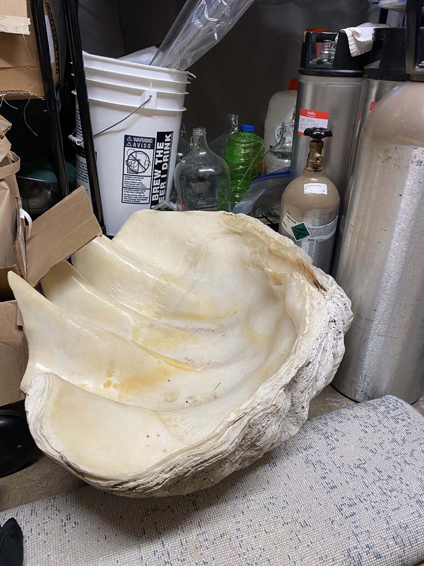 Giant Clam shell
