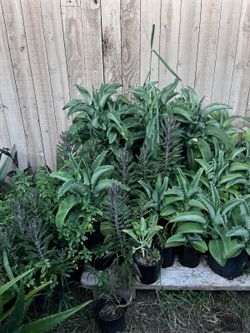 Plantas
