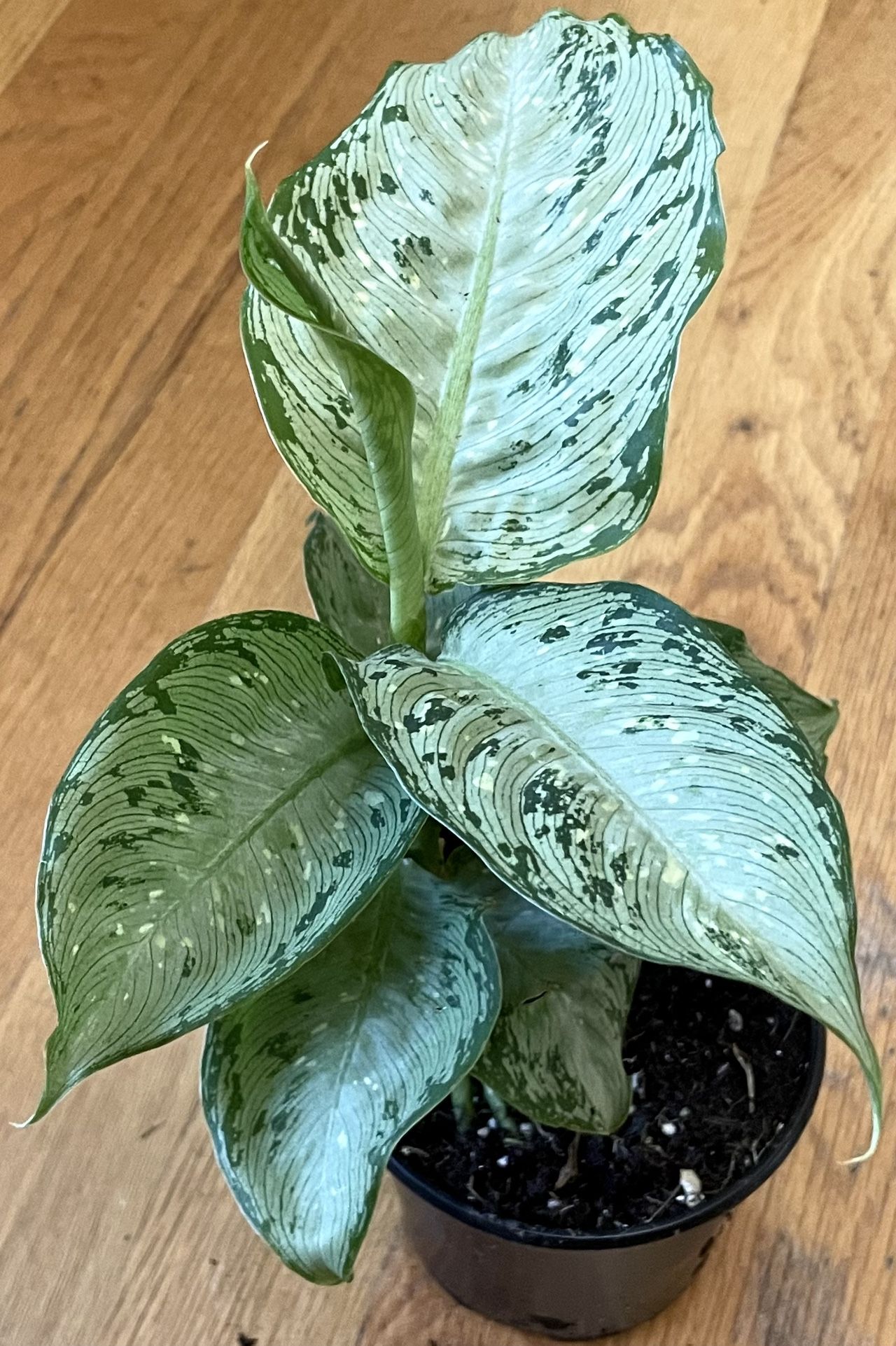 Dieffenbachia ‘Snow’ Plant / Air Purifier / Free Delivery Available for