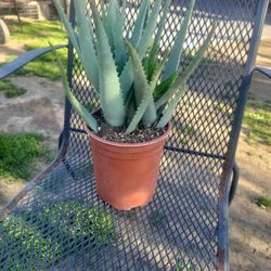 Medium Size Aloe Plant