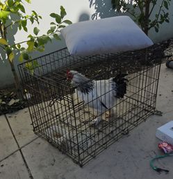 Cage
