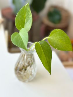 Pothos Cutting Rooted in Water