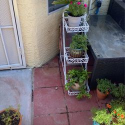 Patio Stand And Natural Plants 