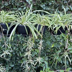 Spider Plants In A Pot Decorative On Wall Or Hanging 