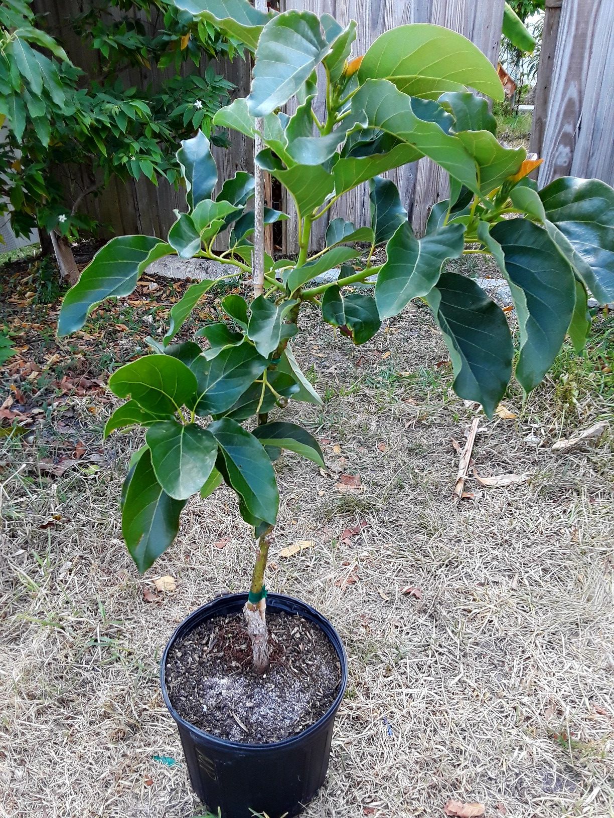 Pollock avocado tree with fruit (grafted)