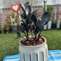 Black Zz Plant