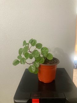 Swedish Ivy plant