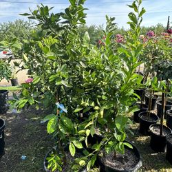 $35- $80 Fruit Trees Different Variety’s 🍒🍑🍋🍊/ Árboles Frutales Differentes Variedades 🍋🍊🍑🌳h