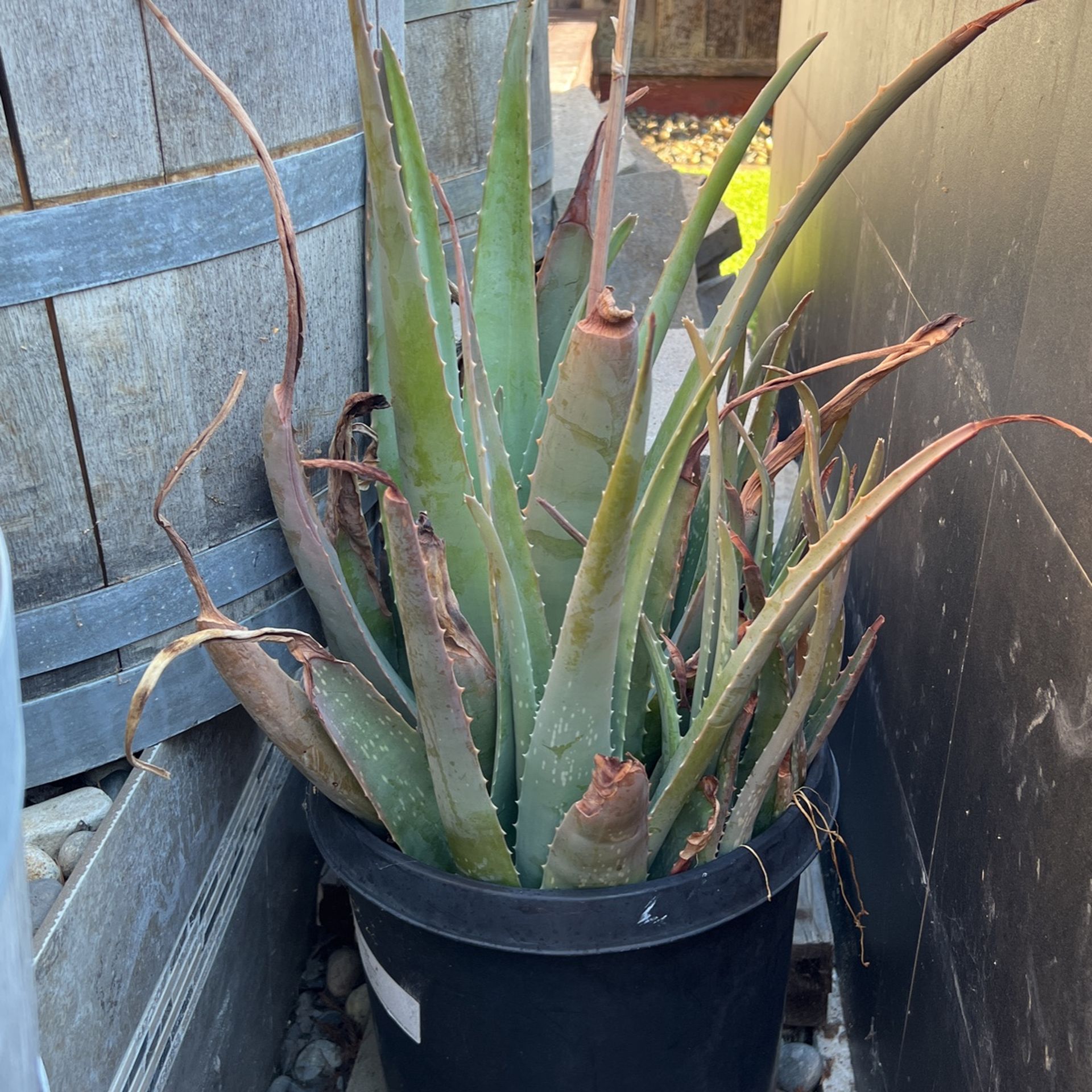 Aloe Vera Plants