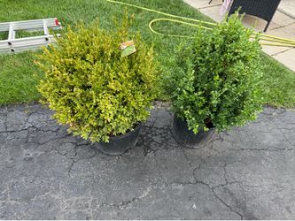 Green Velvet Boxwood Shrubs