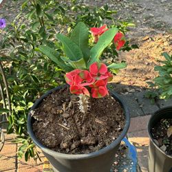 Corona De Cristo Millonaria 