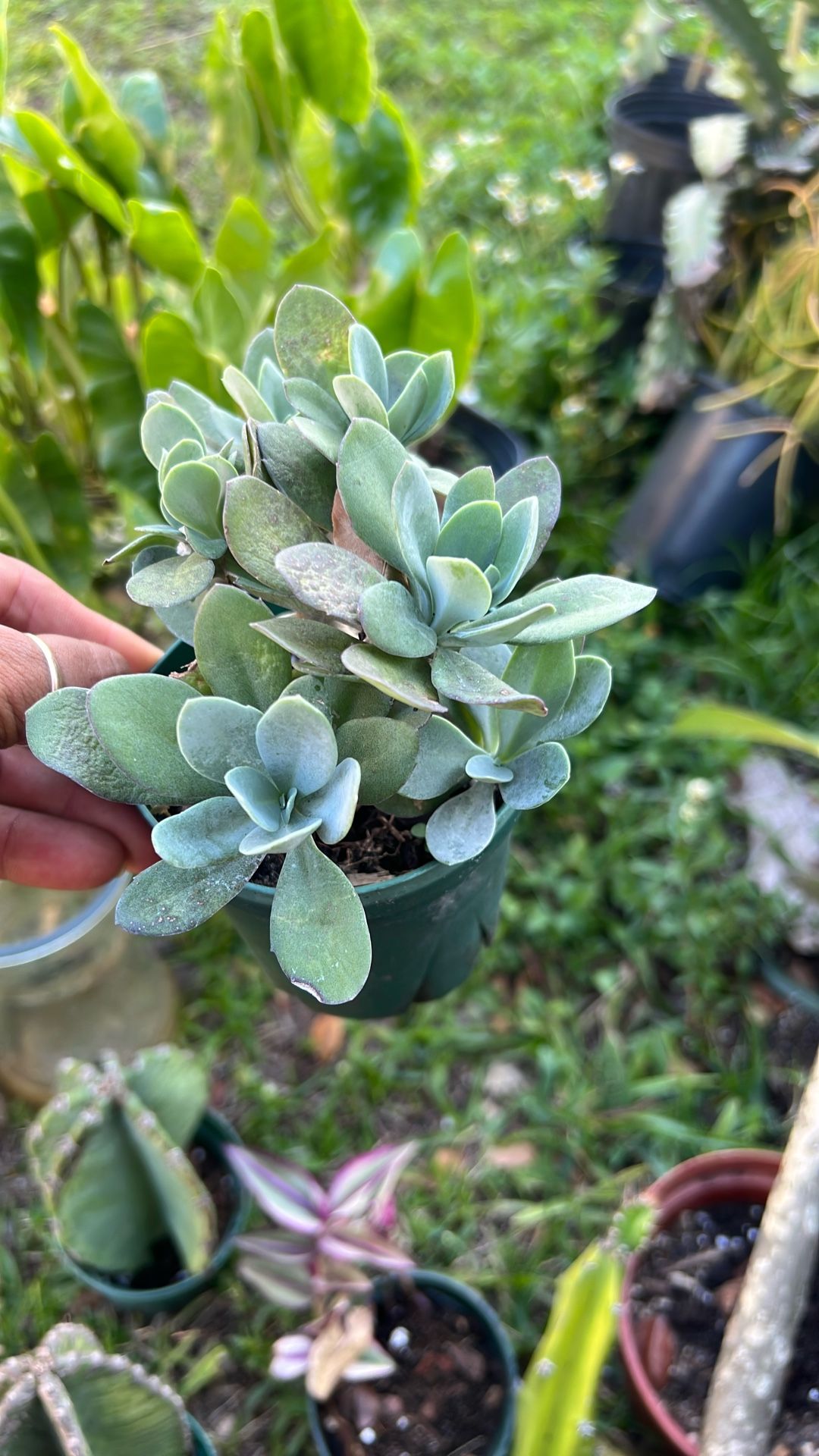 Senecio Galpinii Succulent Low Maintenance