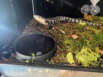 Blue-Tongue Skink - $650 (Brentwood)