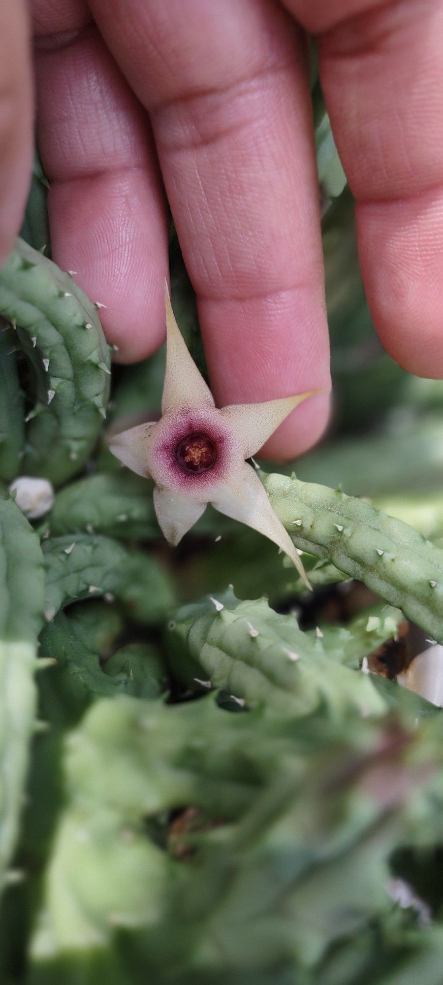 Stapelia Starfish 