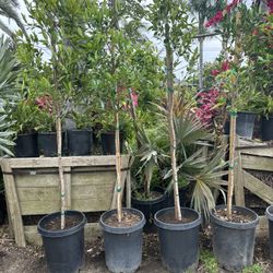 Ficus Tree (Indian Laurel)