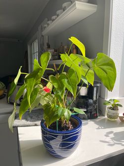 Beautiful plant with  ceramic pot