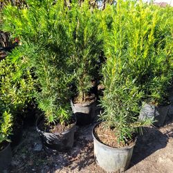 Podocarpus 