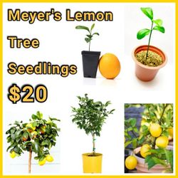 Meyer's Lemon 🍋 Tree Seedlings 🌱 $