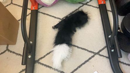 tail of an cat