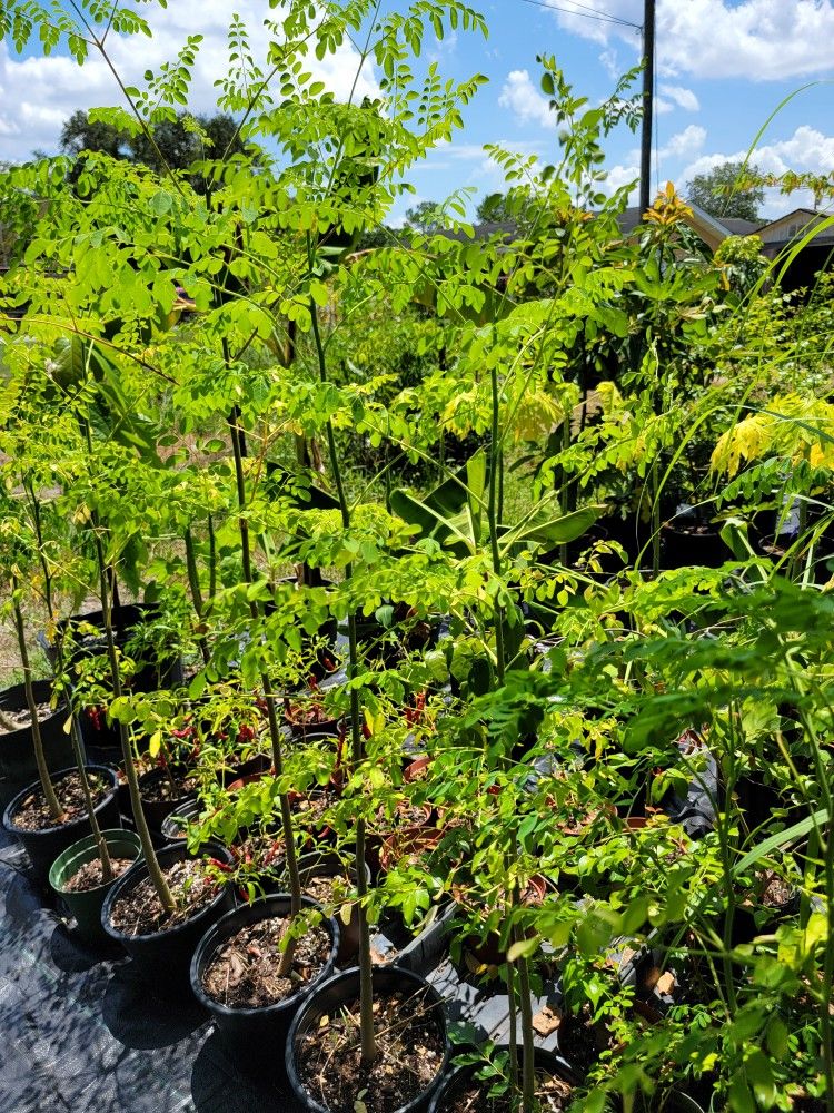 Moringa Trees for Sale in Orlando, FL OfferUp
