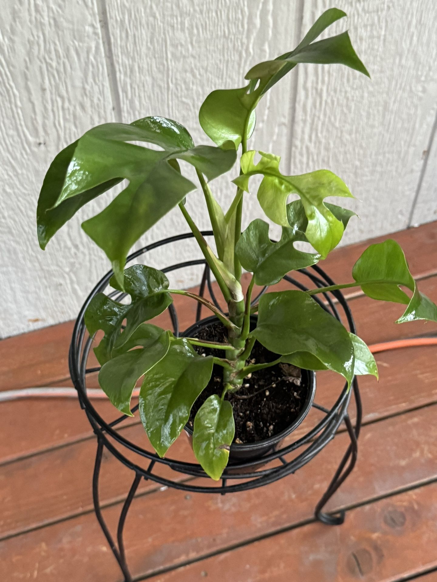 Rhaphidontora Monstera Tetramonstera Mini