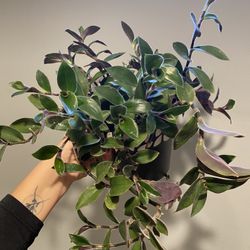 Multiple Varieties of Wandering Jew