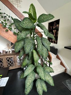 Dumb cane