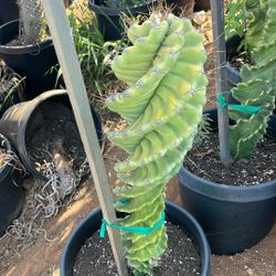 Spiral Cactus 15g 