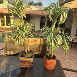 Artificial Plants with pots