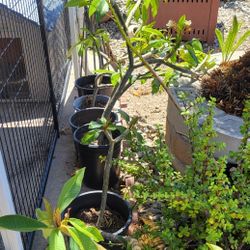 Plumaria Plants