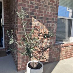 Olive tree (Leccino) in white ceramic pot 