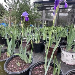 Starter Plant Purple Irises 