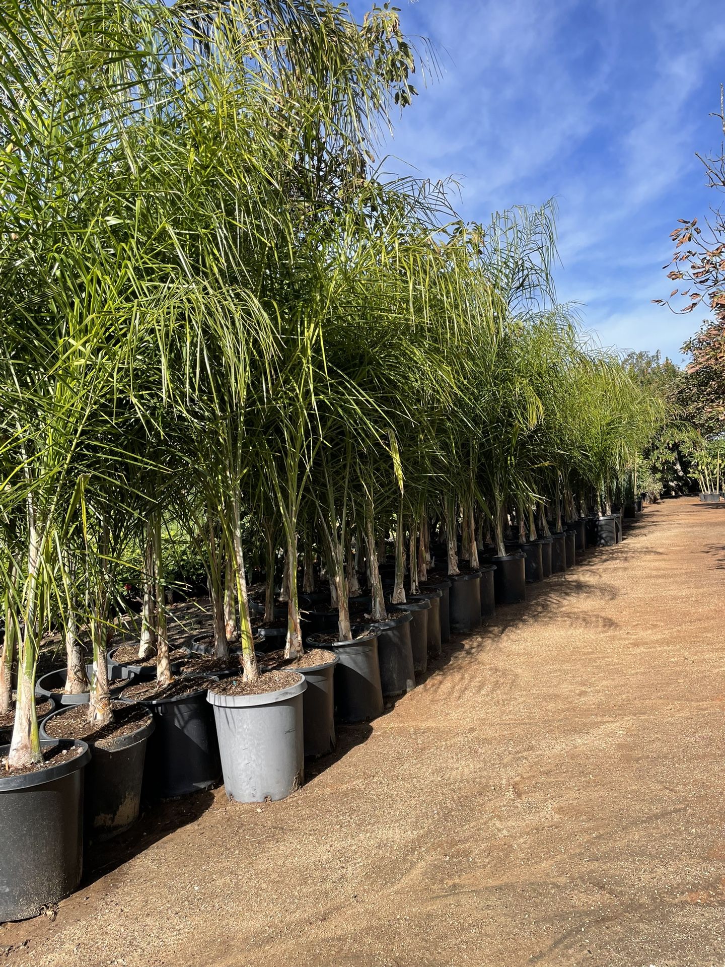 15 Gallon Size Queen Palm Trees