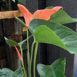 Anthurium Andraeanum Plant/exotic Plan/home Decor/ Indoor Plant Outdoor Plant/ Decorative Plant 