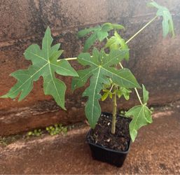 Strawberry pink papaya tree