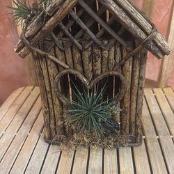 Air plants decoration $15.00