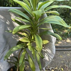 Dracaena Plant
