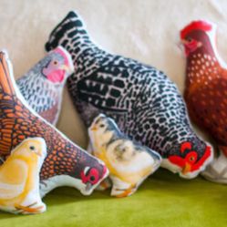 Pollo